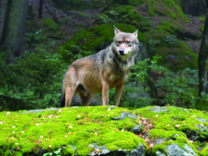 Animali del Parco: Preda o Predatore? – Valdisotto Montagna Animata